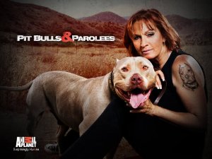 Pit Bulls And Parolees: Season 9