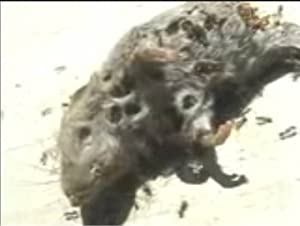 Dead Mouse With Ants (short 2002)