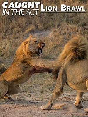 Caught In The Act Lion Brawl