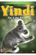 Yindi The Last Koala